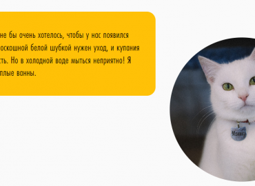 "Знак бесконечности — это кот": в приюте для животных "Преданное сердце" рассказали, о чем мечтают котики